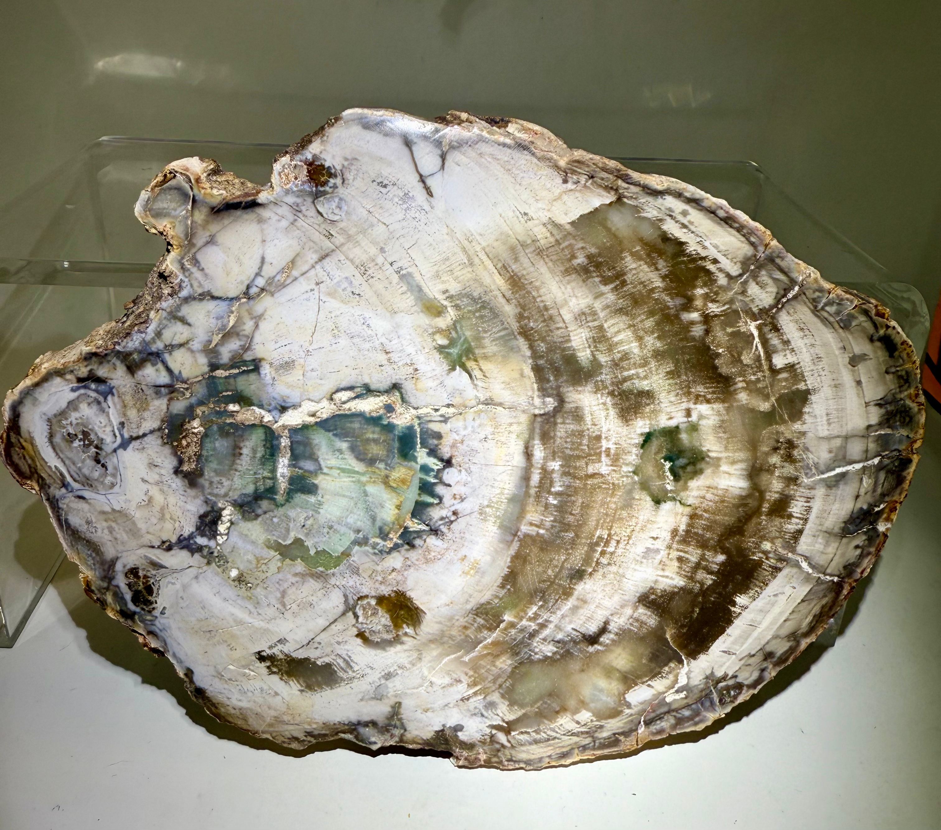 Petrified wood slab 8.5x6.5