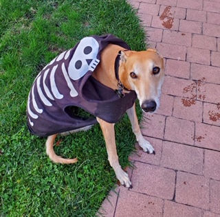 Sansa the Skeleton.jpg