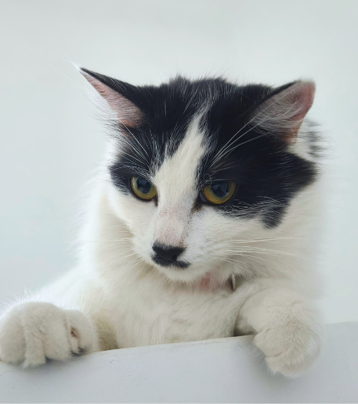 Kitty