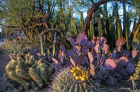 UA Campus Arboretum