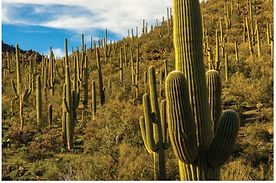 Saguaro National Park East & West