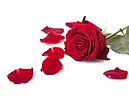 rose.webp