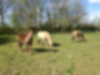 PONEY