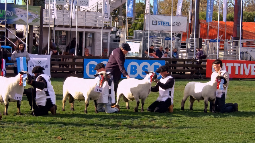 Momento en el que el Jurado en pista señala al Brete 111 Gran Campeón Hampshire Down en Expoprado 2026