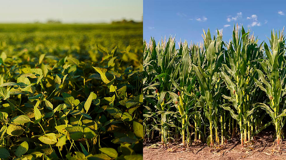 Agricultura uruguaya: entre récords de invierno y desafíos de verano