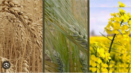 Sector agrícola se encamina a dos zafras consecutivas de buenos resultados