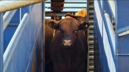 Suspenden exportación de ganado en pie pronto para faena y se genera creciente controversia 