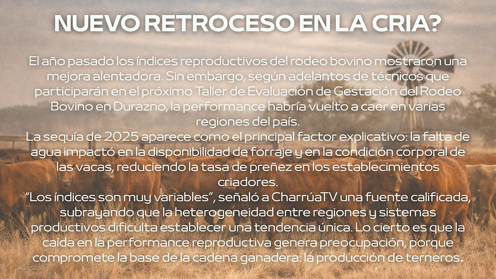 Un año de dólar bajo y precios históricos: el agro uruguayo entre la bonanza ganadera y los desafíos estructurales