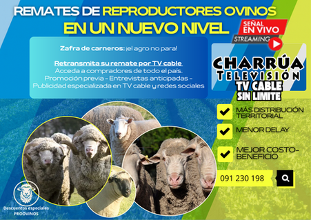 CharruaTV, ya vive la Zafra de reproductores ovinos 2026: el agro no para