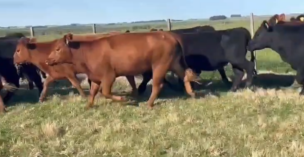 Los vientres Angus; otro de los atractivos del remate de Santa Clara