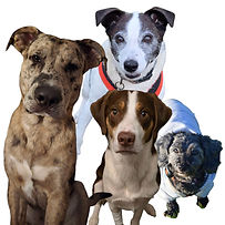 WhatsApp Image 2025-10-24 at 15.53.57_923192ae.jpg