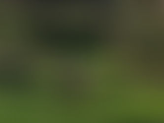 Why i often ask people to stop street walking their reactive dog (At First!)