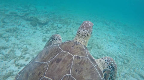 Rum Point Retreat 23 Turtles