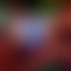 Scott Brown's Evolution Records (2026)