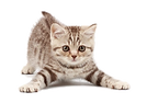 gato.png