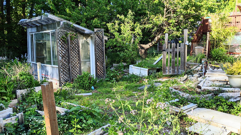 strawberries EVERYWHERE feeding the rats, radishes, potatoes, cow parsnip, and morning glory seem to be the main crops....