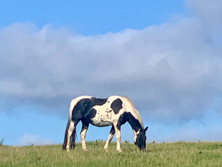 SVIGTER HUKOMMELSEN?