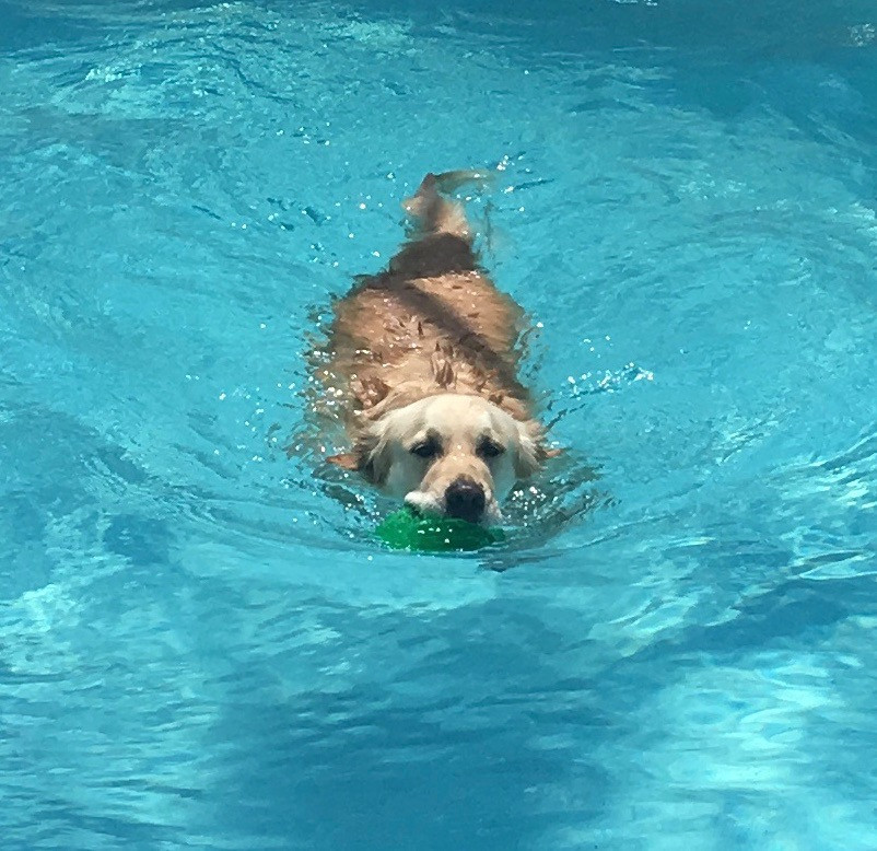 Golden retreiver swimming in a pool