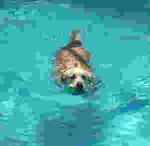 Golden retreiver swimming in a pool