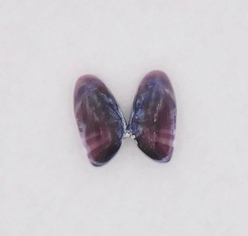Inside of open coquina shell.