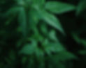 cannabis_edited.jpg