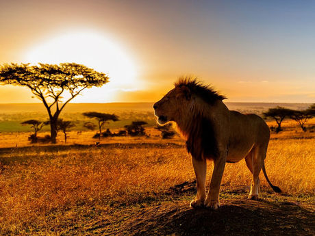 Lion again