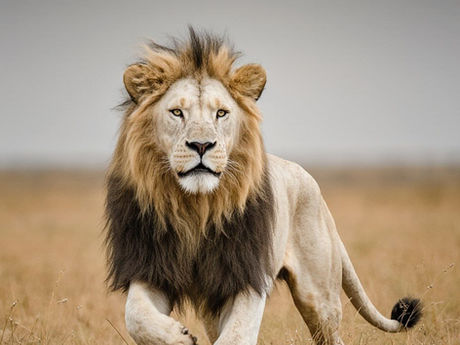 An African Lion
