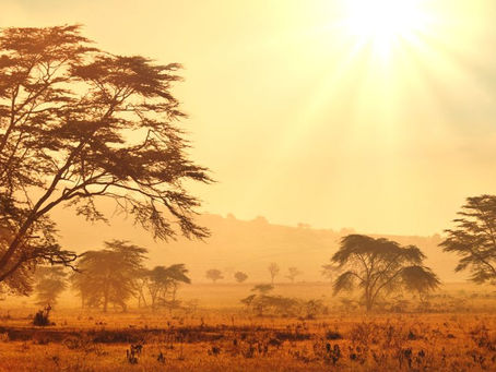 African Savannah