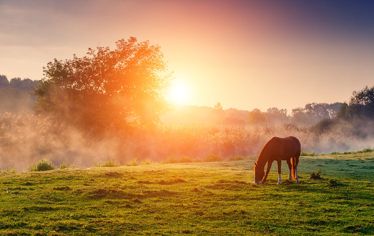 A horse grazing on grass at sunset