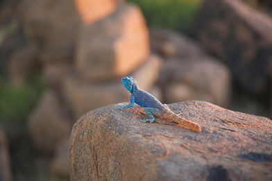 AdobeStock_86656195.jpeg