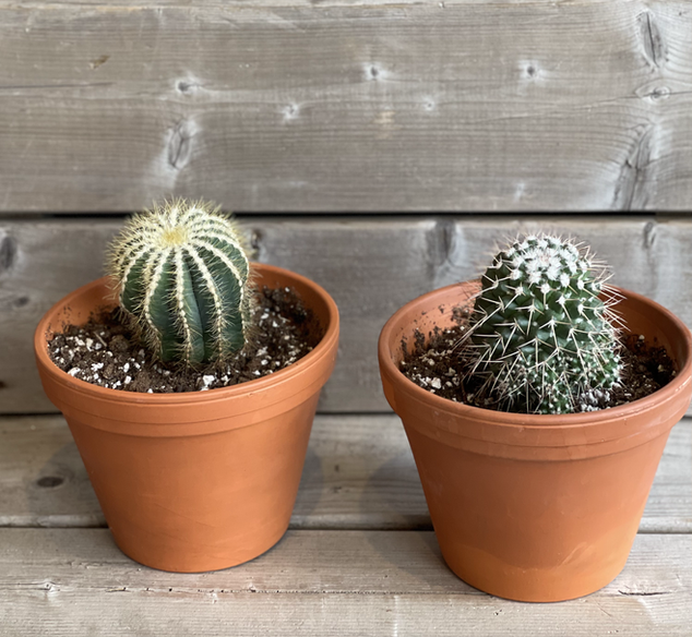 Cactus assortis 20$ chacun