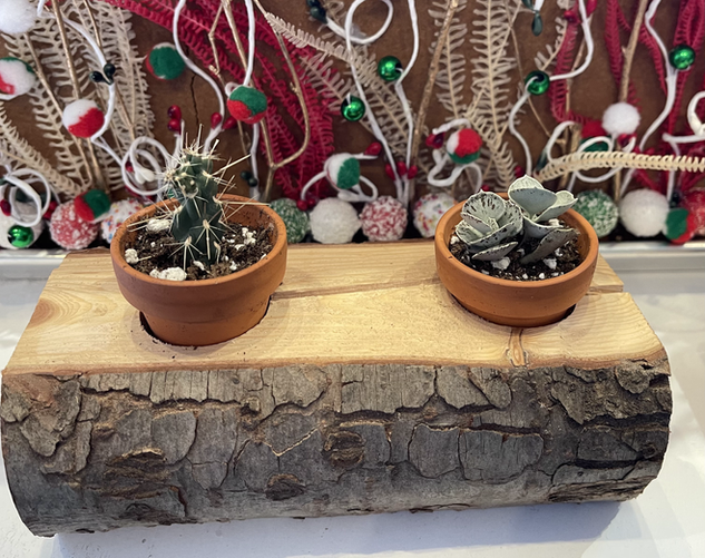 Duo de cactus sur bûche 15$