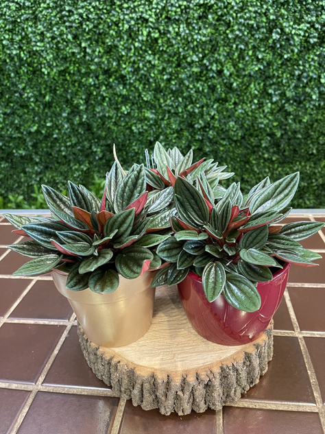 Peperomia en pot de céramique 18$ chacun