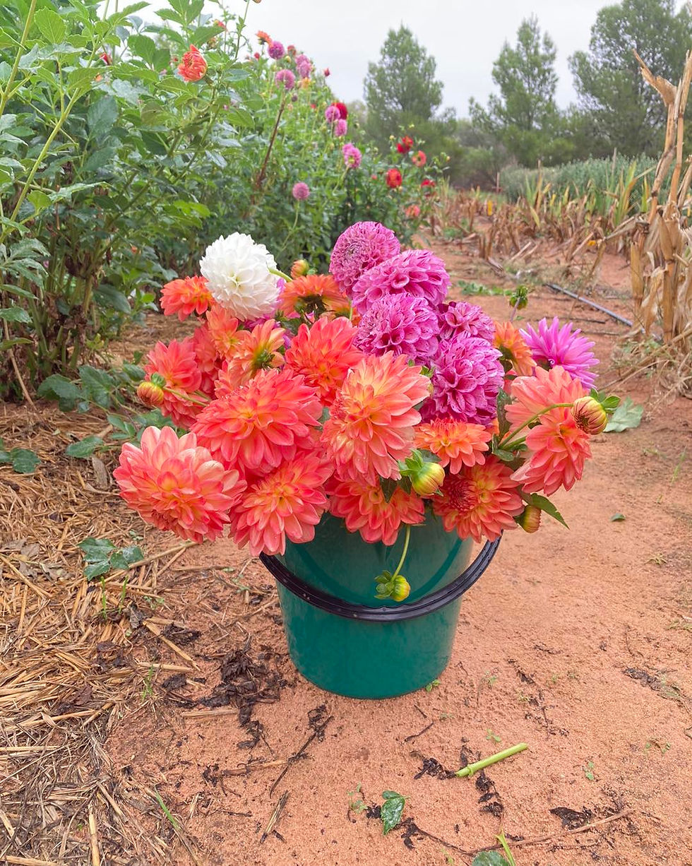 The seeds of happiness we plant today bloom into the flowers of joy we'll pick tomorrow