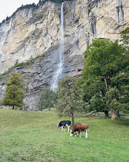 Waterfall and cows grazing in pasture in Lauterbrunnen, Switzerland