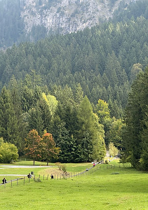 Tegelberg luge park and pine forest in Schwangau, Germany.