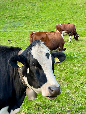 cow_black_white.jpg