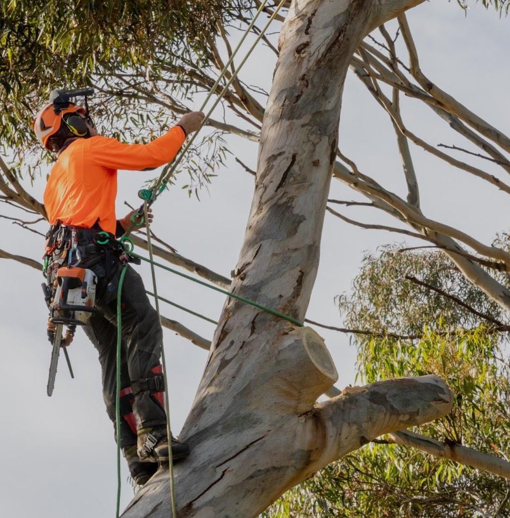 Tree and Grounds arborist in a climbing harness working high in a large gum tree