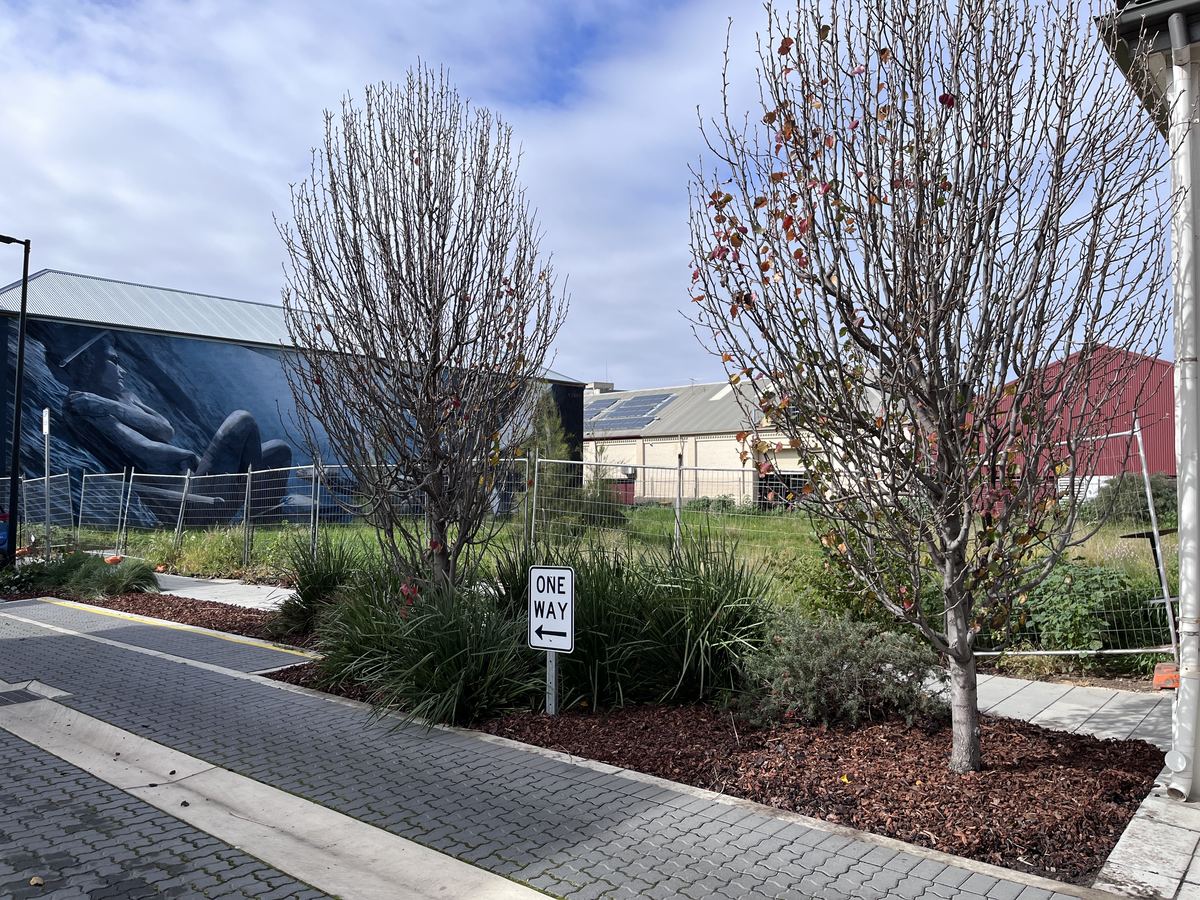 Freshly mulched streetscape garden beds with street trees in Port Adelaide