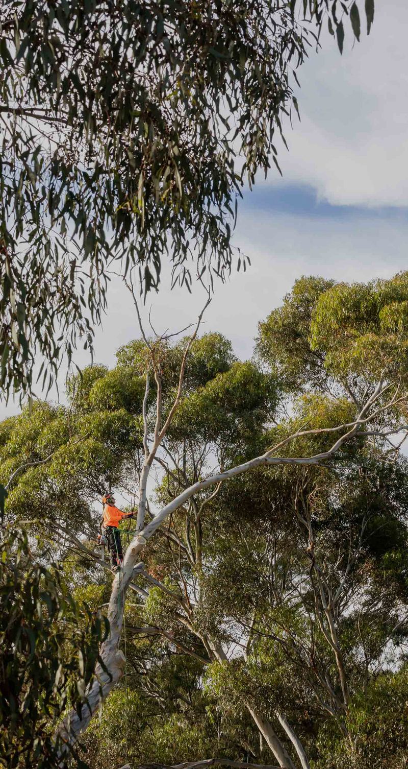 Tree and Grounds climber in orange working high in a eucalyptus canopy