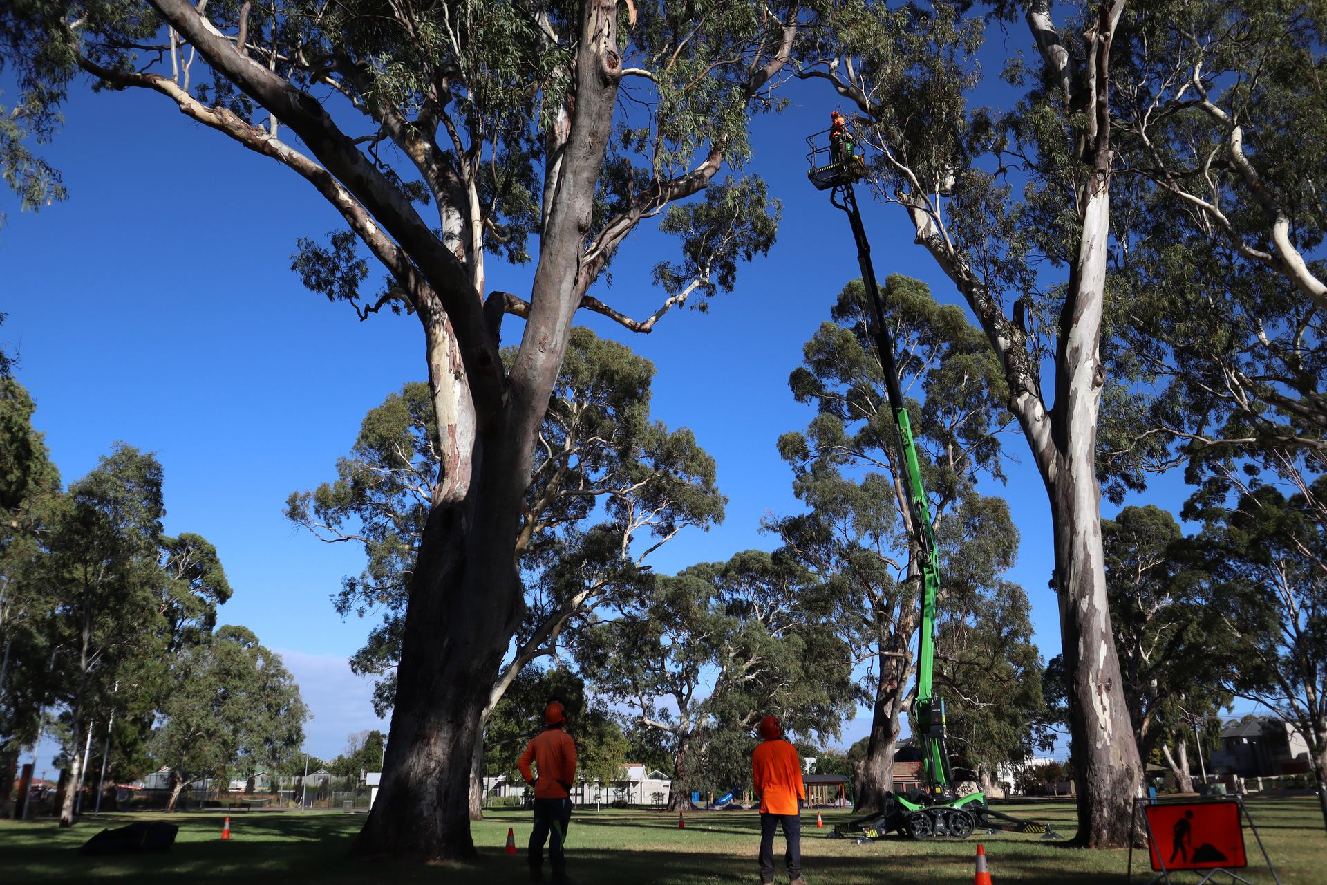 Tree and Grounds crew working under tall gum trees with an elevated work platform raised into the canopy
