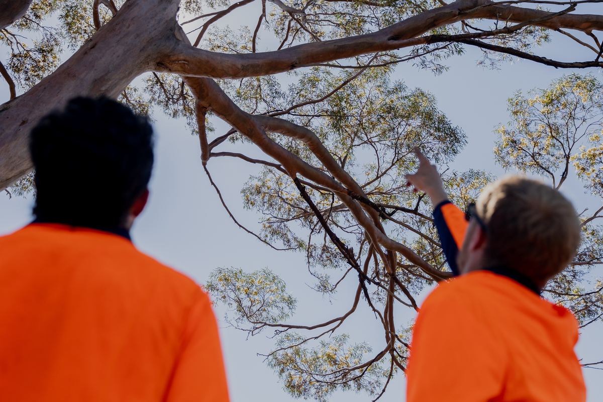 Two Tree and Grounds crew members in orange hi-vis, seen from behind, assessing a eucalyptus canopy