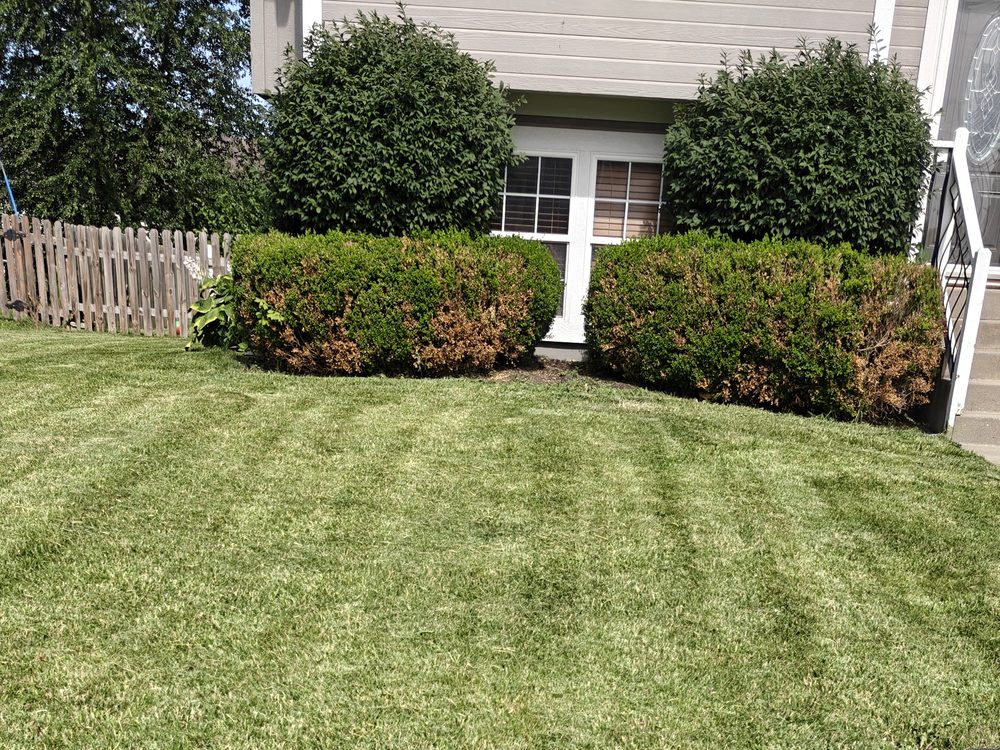 Trimmed shrubs and a freshly mowed front lawn