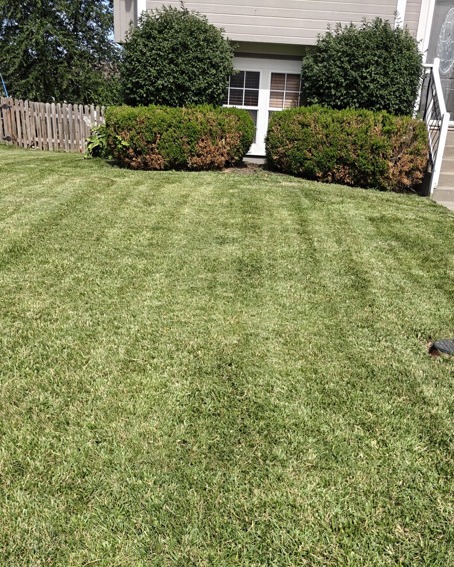 Mowed lawn with trimmed shrubs