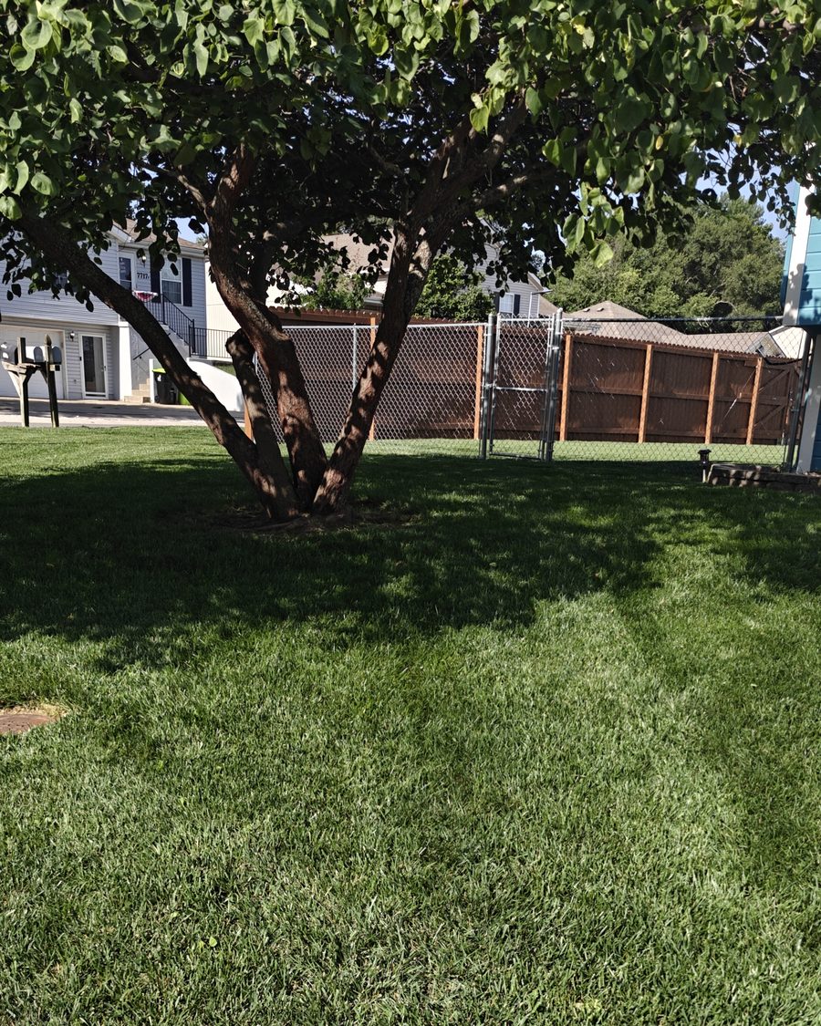 Backyard lawn mowed around a tree