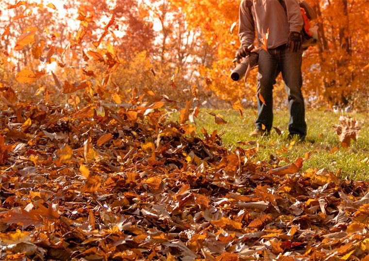 Leaf blower clearing fall leaves from a lawn