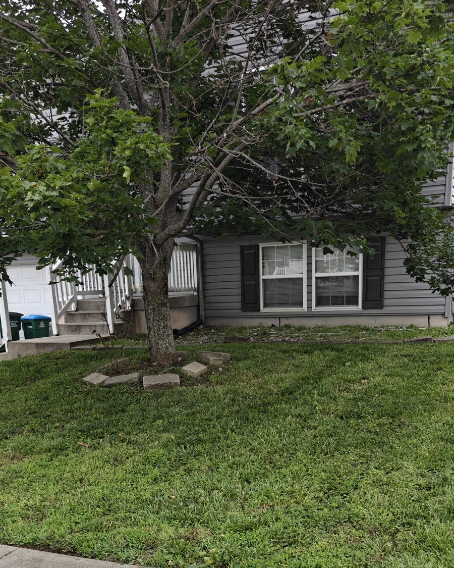 Freshly mowed front yard with a shade tree