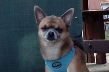 chiwawa_edited.jpg