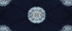 Dandelion Universe