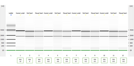 Chart results NeoScience